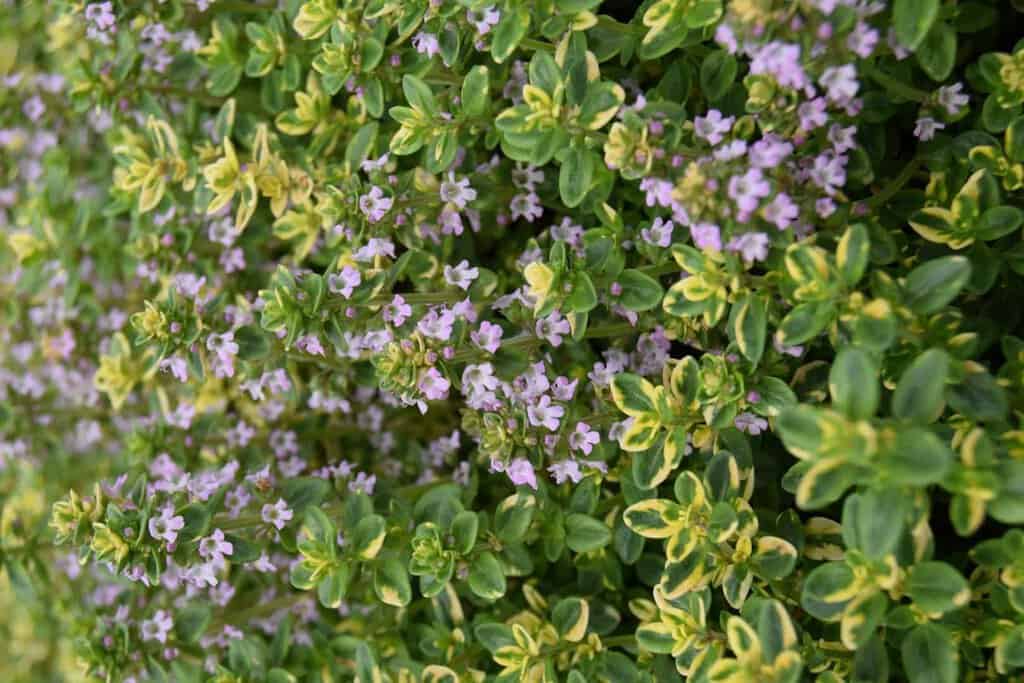 Thymus 'Doone Valley' ---